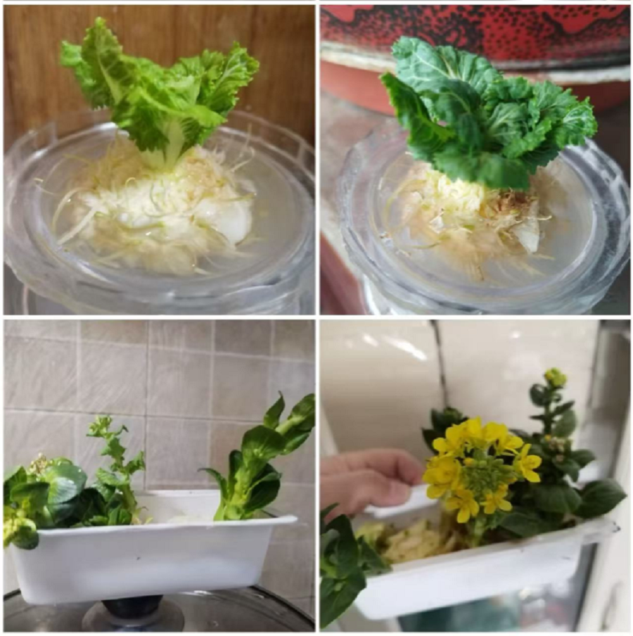 4学生水培种植作品--封面